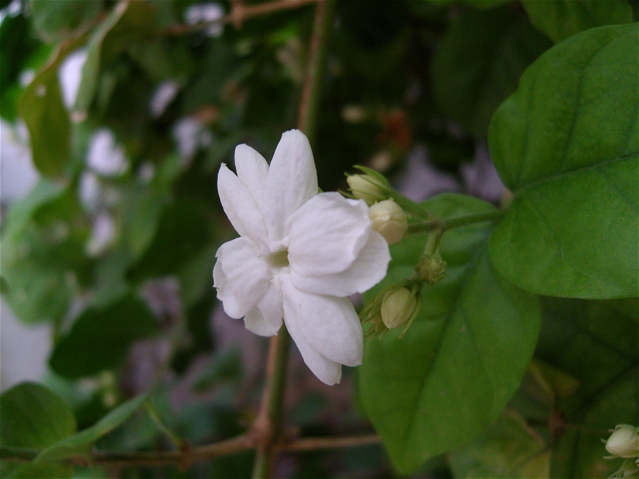 Motia (Arabian Jasmine)