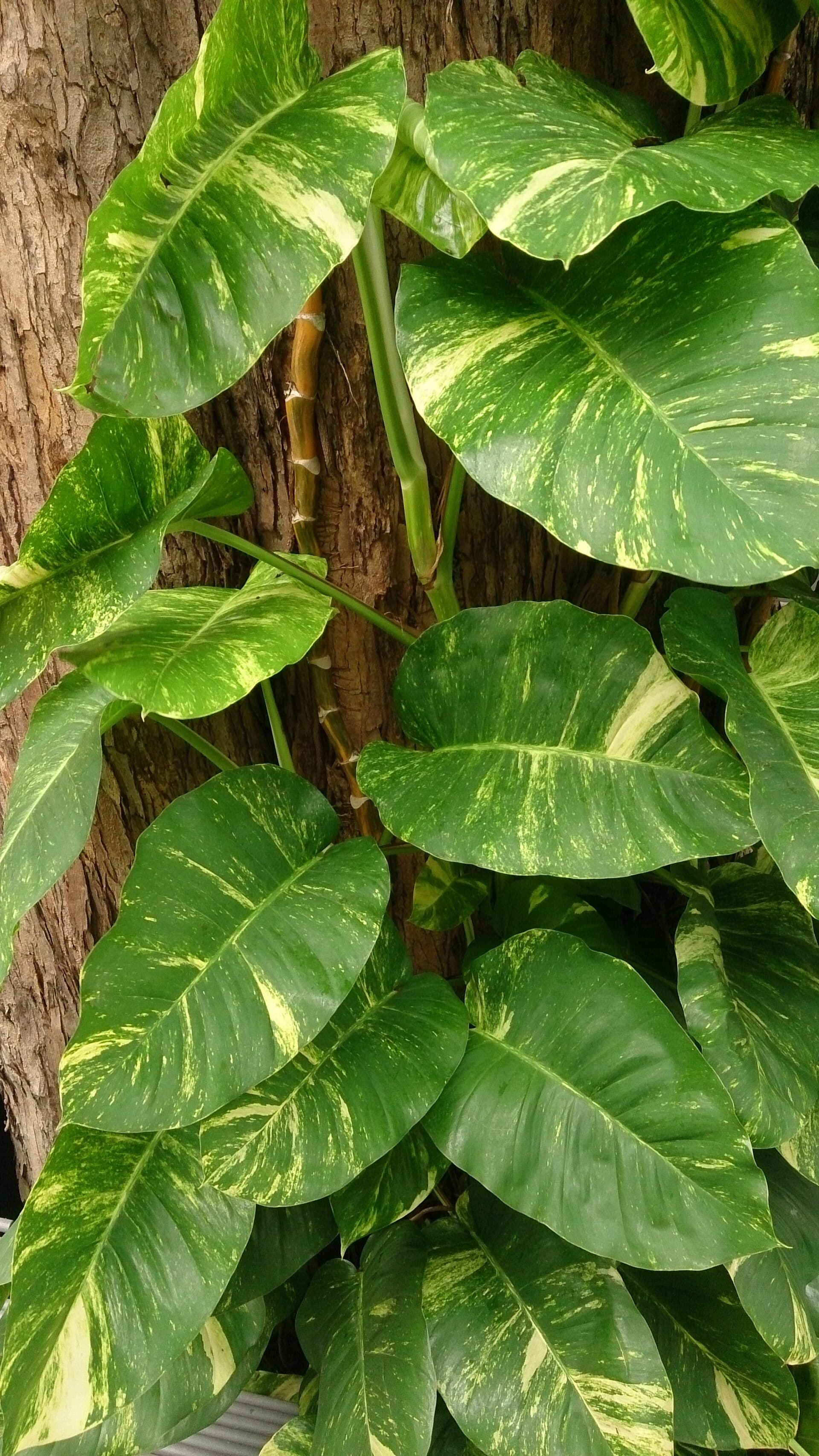 Plants to Give as Gifts: Housewarming & Good-Luck Picks